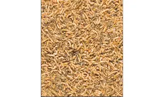 Insectes Mix Hiver