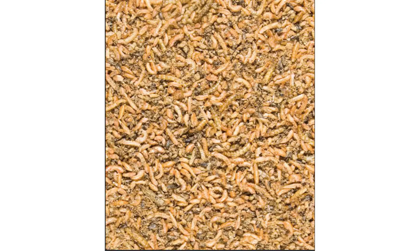Insectes Mix Hiver