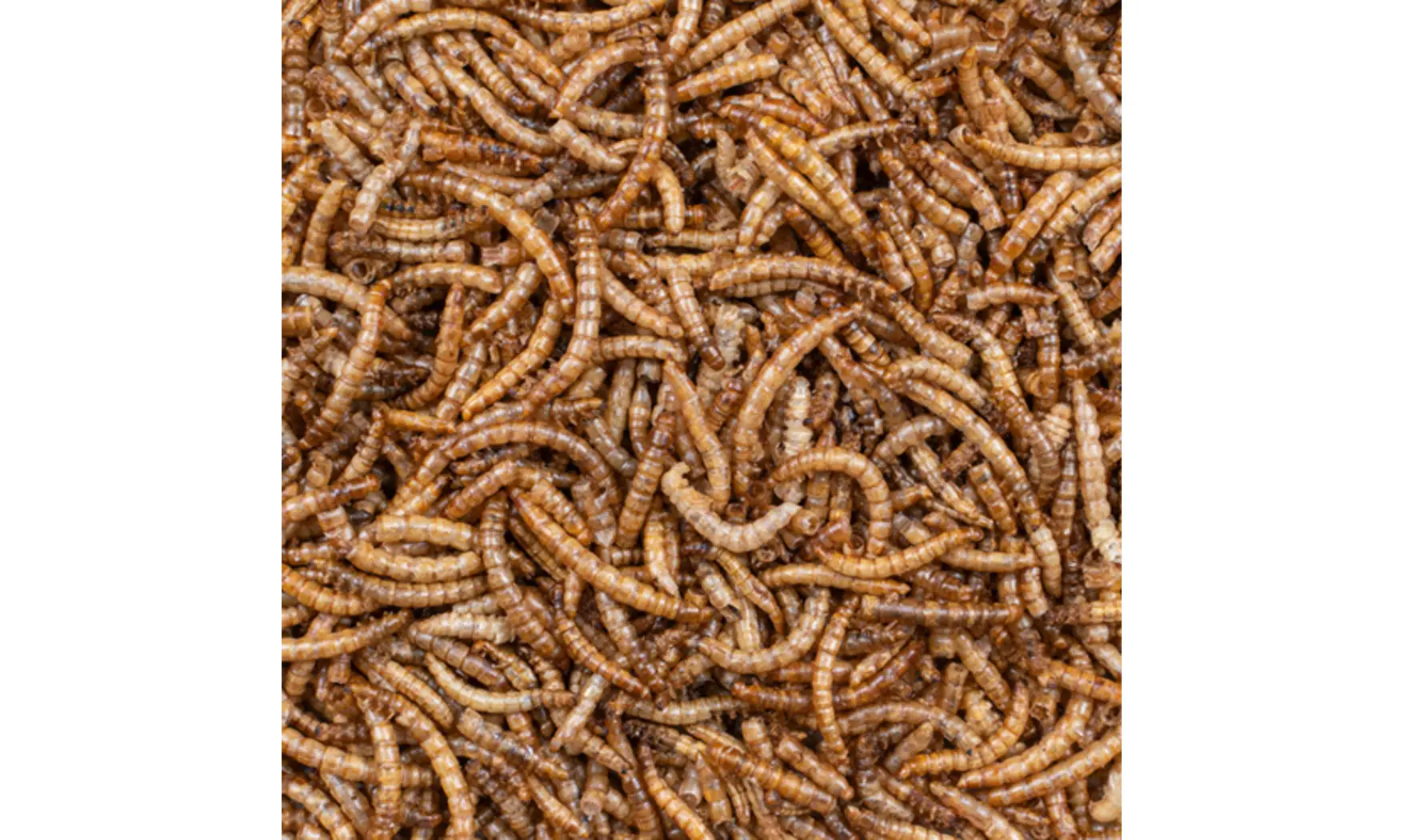 Vers de farine lyophilisés 200g