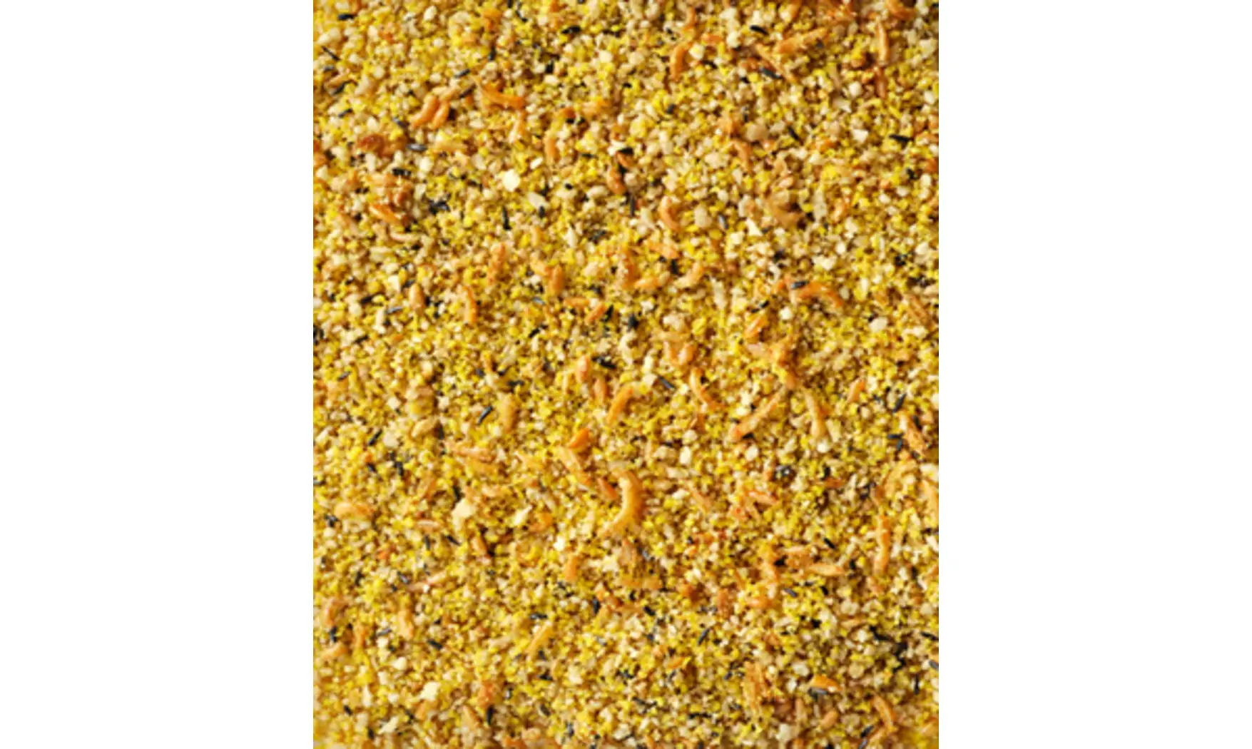 Orlux Gold Exotiques