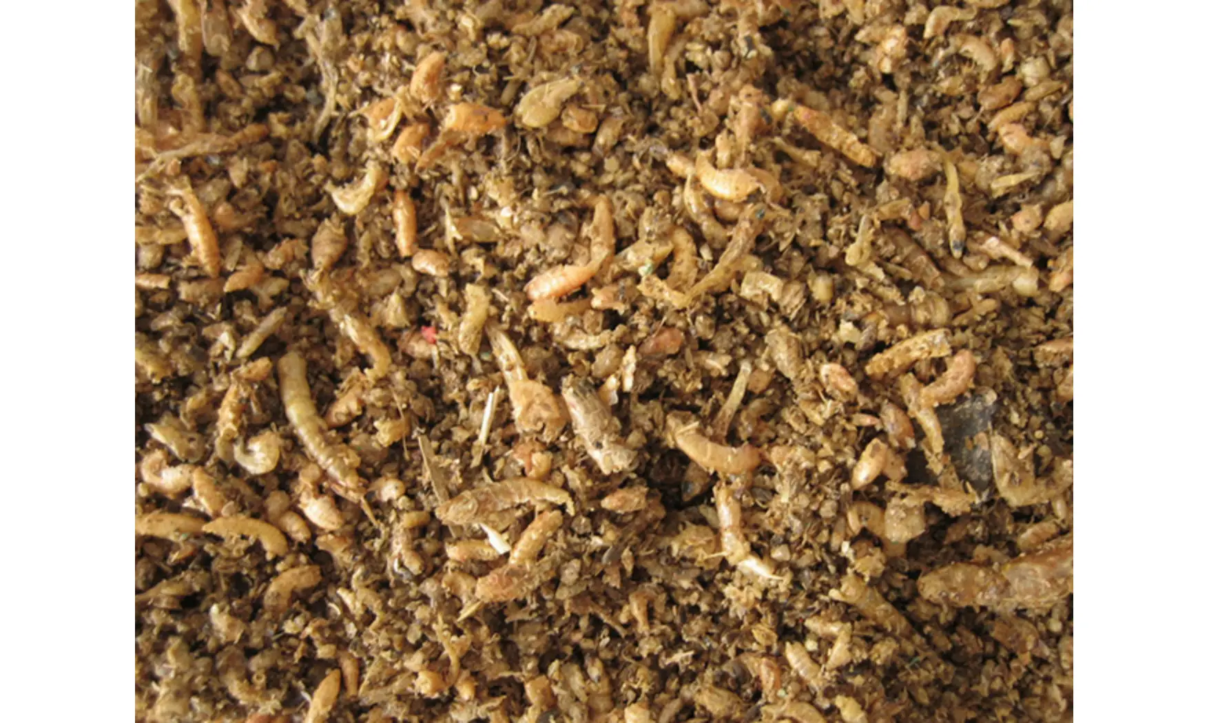 Pâtée d'insectes Premium Nutribird