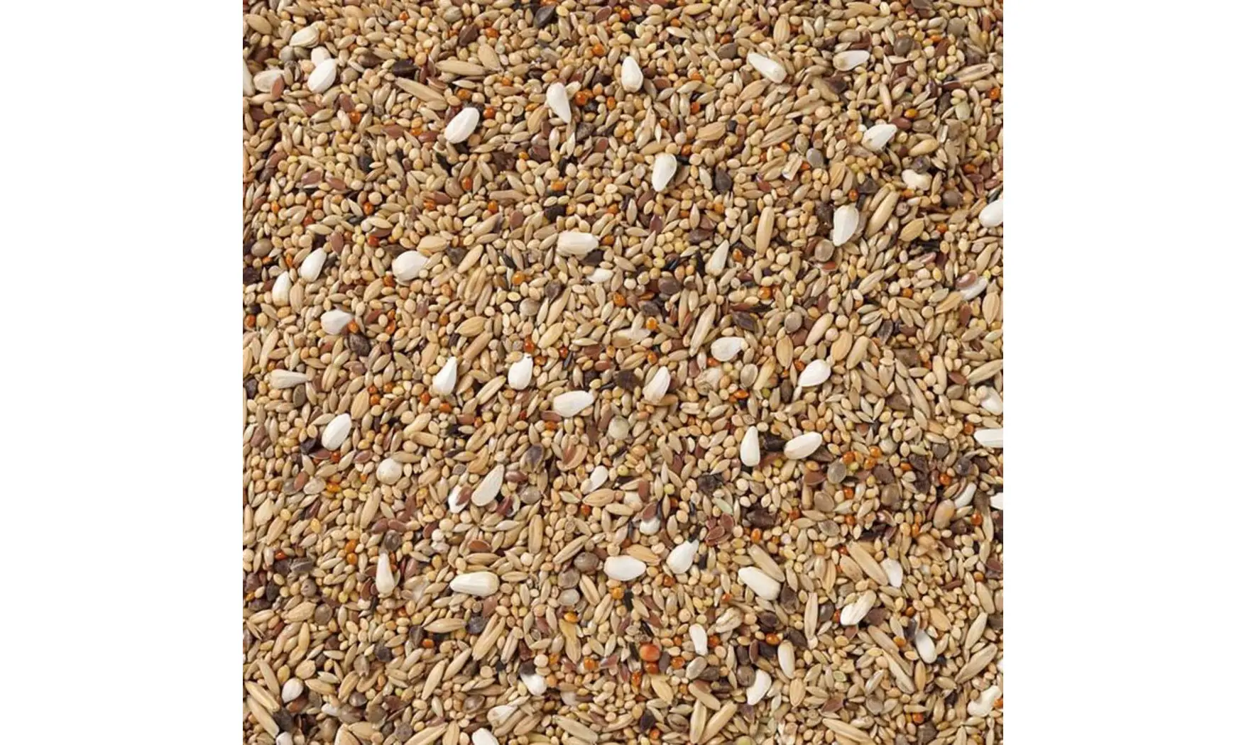 Gds Perruches/Agapornis sans Tournesol