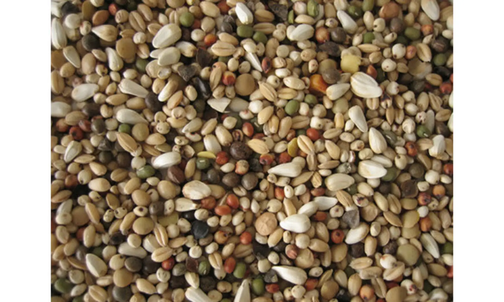 Graine à germer gr. grains