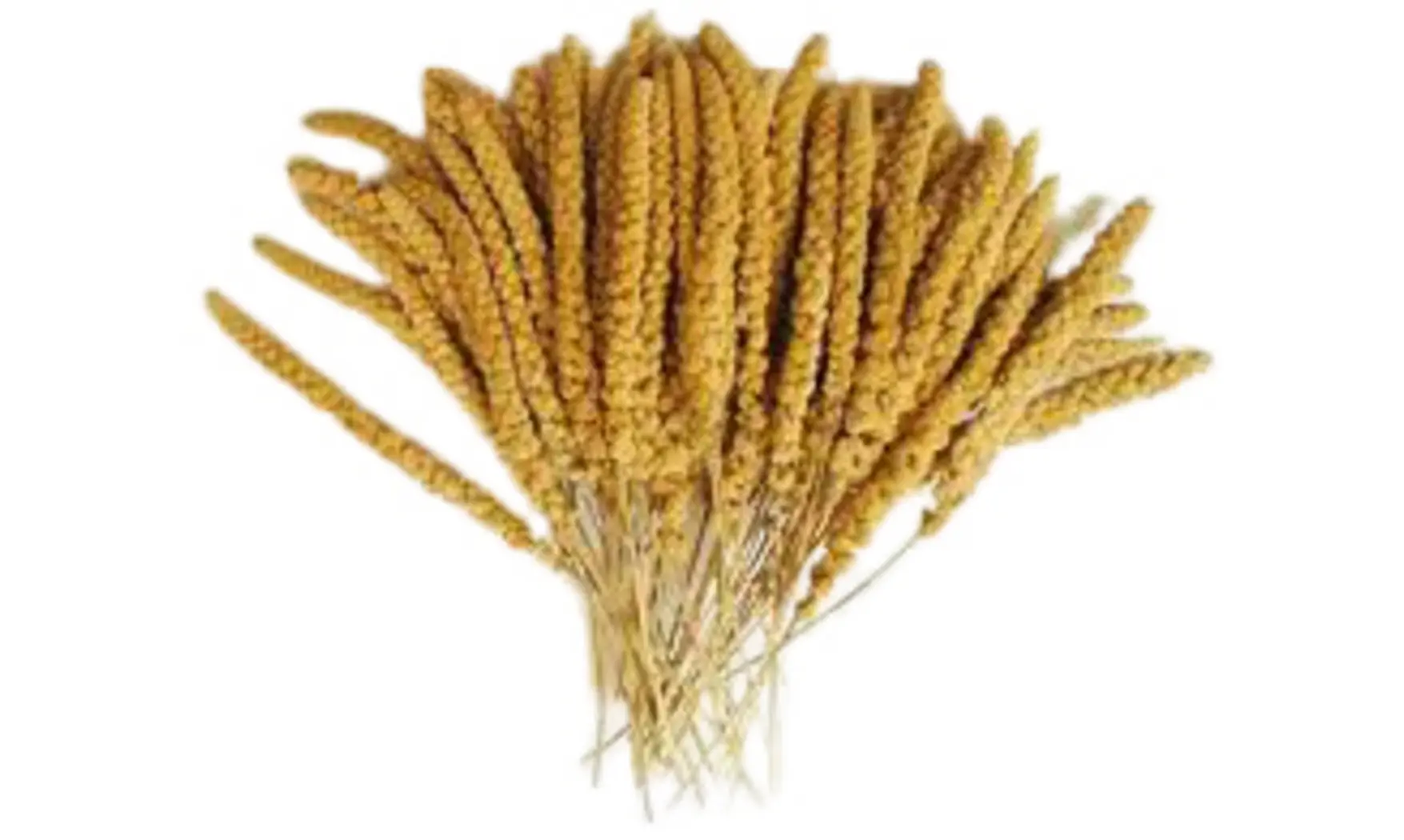 Millet en branches