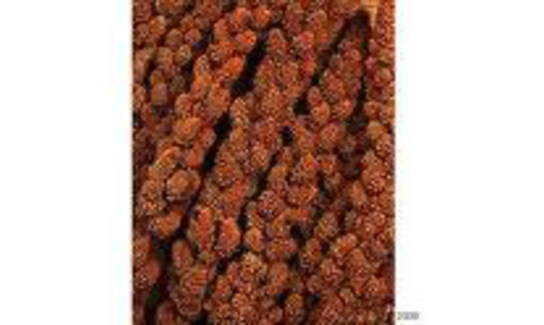 Millet en branches rouge