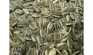 Tournesol strié