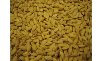 Riz Paddy
