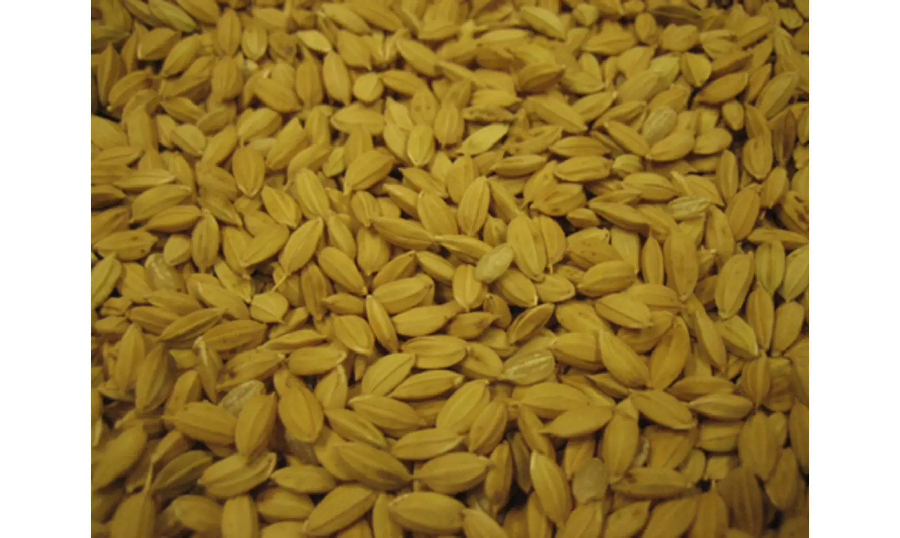 Riz Paddy