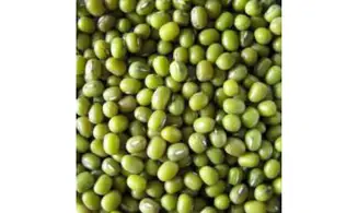Haricot Mung (Soja vert)