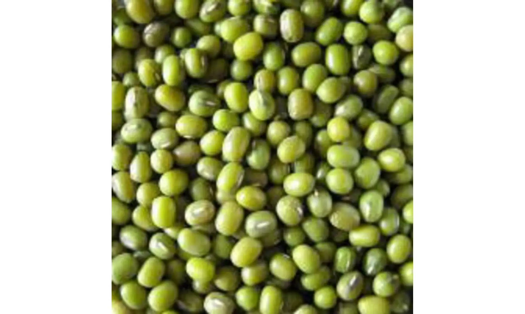 Haricot Mung (Soja vert)