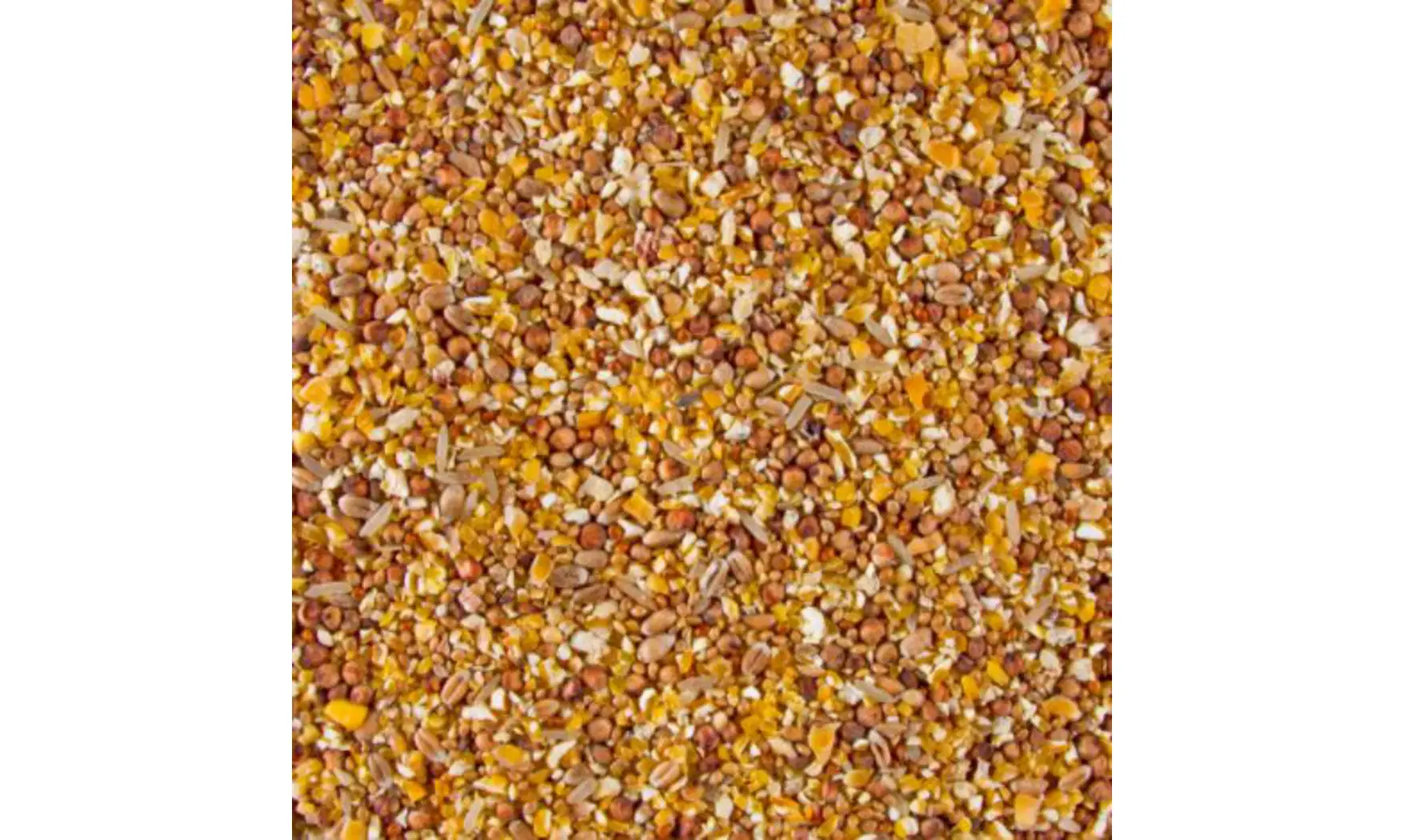 Faisans Cailles grain fin