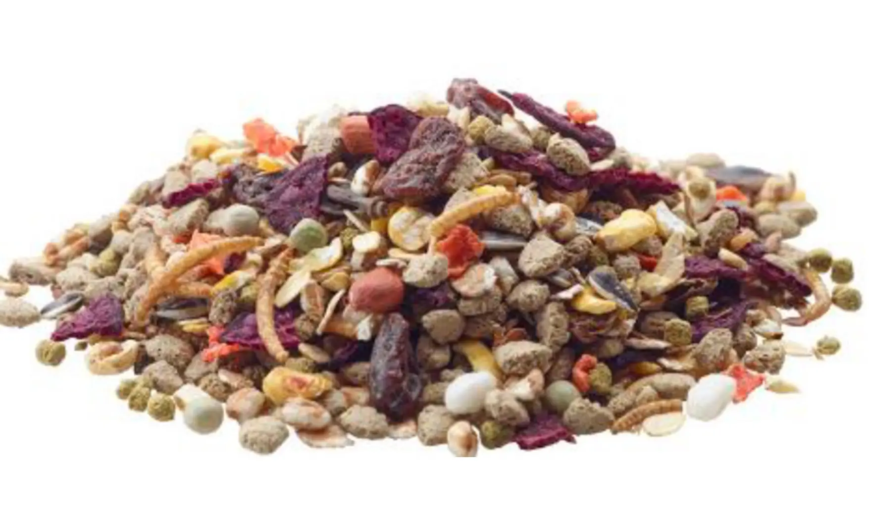 Aliment Rats Nature