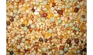 Elevage petits grains