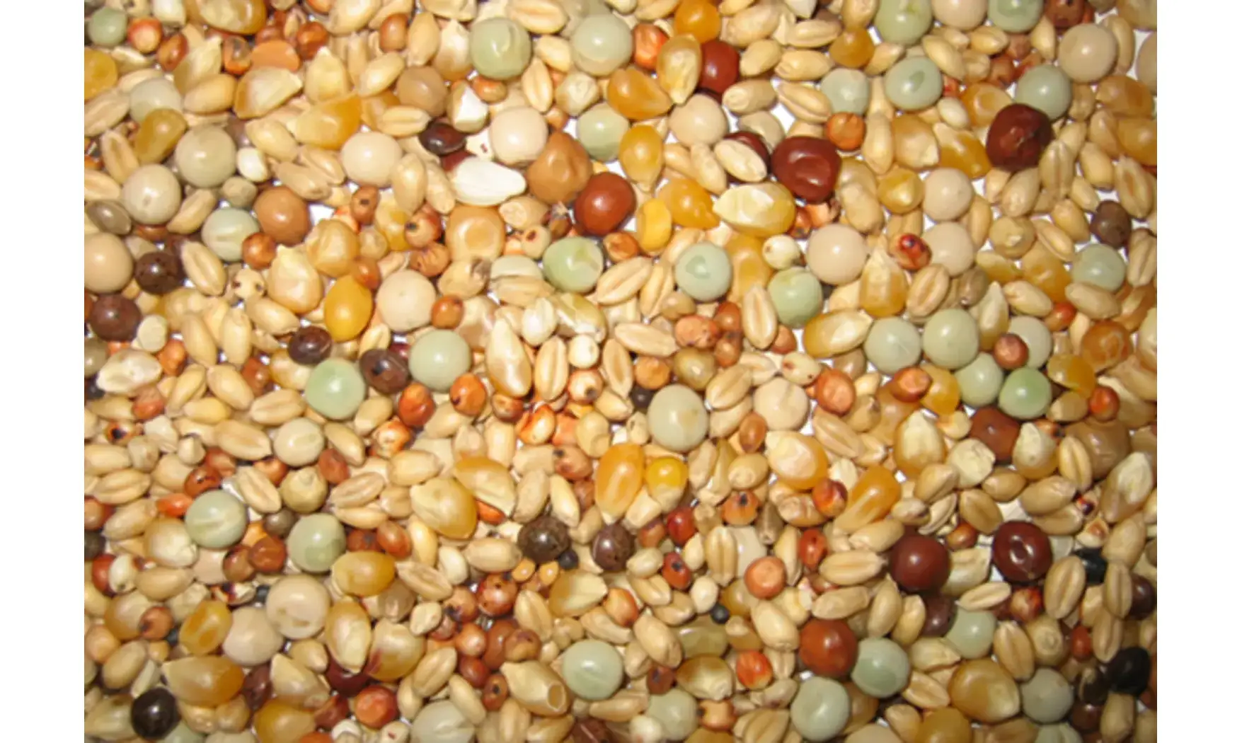 Elevage petits grains