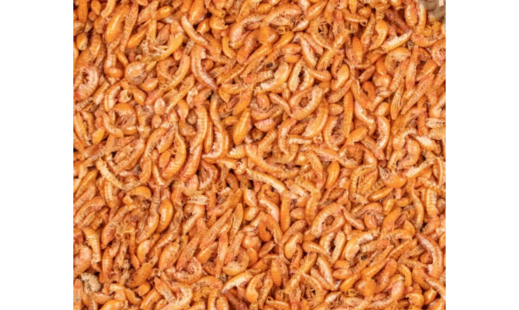 Gammarus